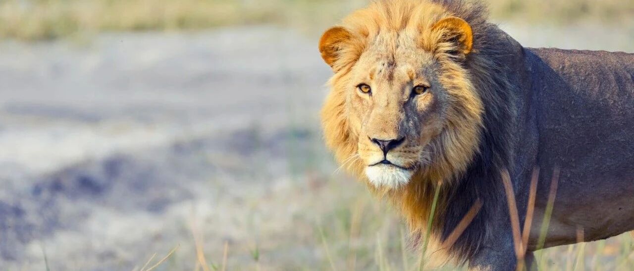 关注！股东户数大幅下降，37股三季度筹码集中趋势明显，股价有望拉升（见表）