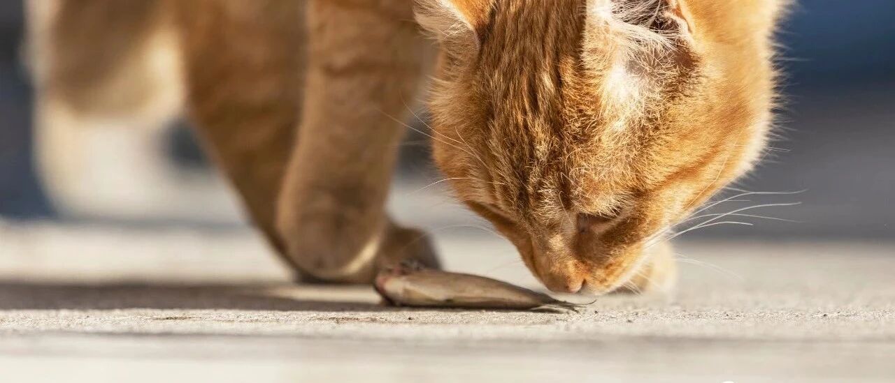 借壳四年沦为“一元股”！立案调查期间再次传出坏消息……