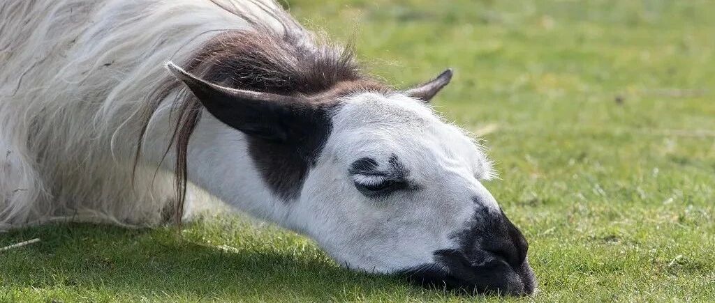 大跌三日，公司总市值蒸发逾30亿元！控股股东高比例质押惨遭平仓