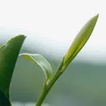 一杯龙井茶，唤醒江南春 | 与时间「抢鲜」的明前龙井来咯~