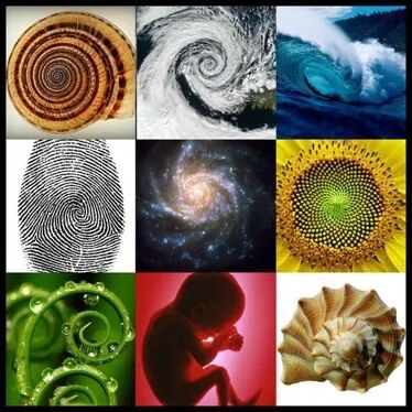 图灵的生物情结(下)——发展生物学的全新纪元