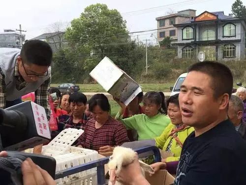 鹅致富养殖_致富经鹅_鹅致富经