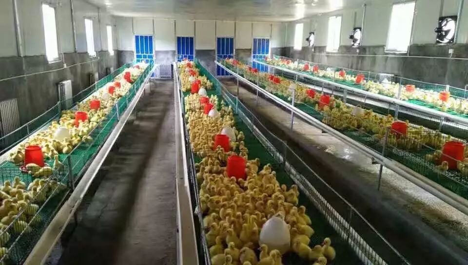 鹅致富养殖_致富经鹅_鹅致富经