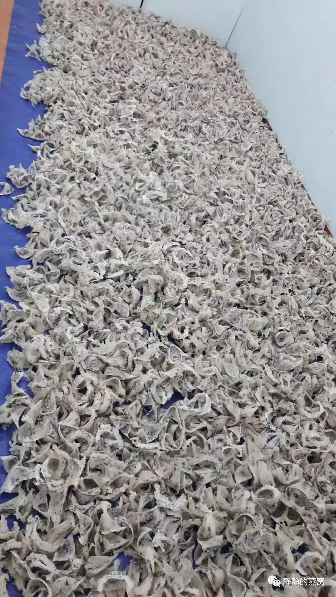 现场实景 燕窝工厂新收海量毛燕 精品燕窝出自于此 静静的燕窝 微信公众号文章阅读 Wemp