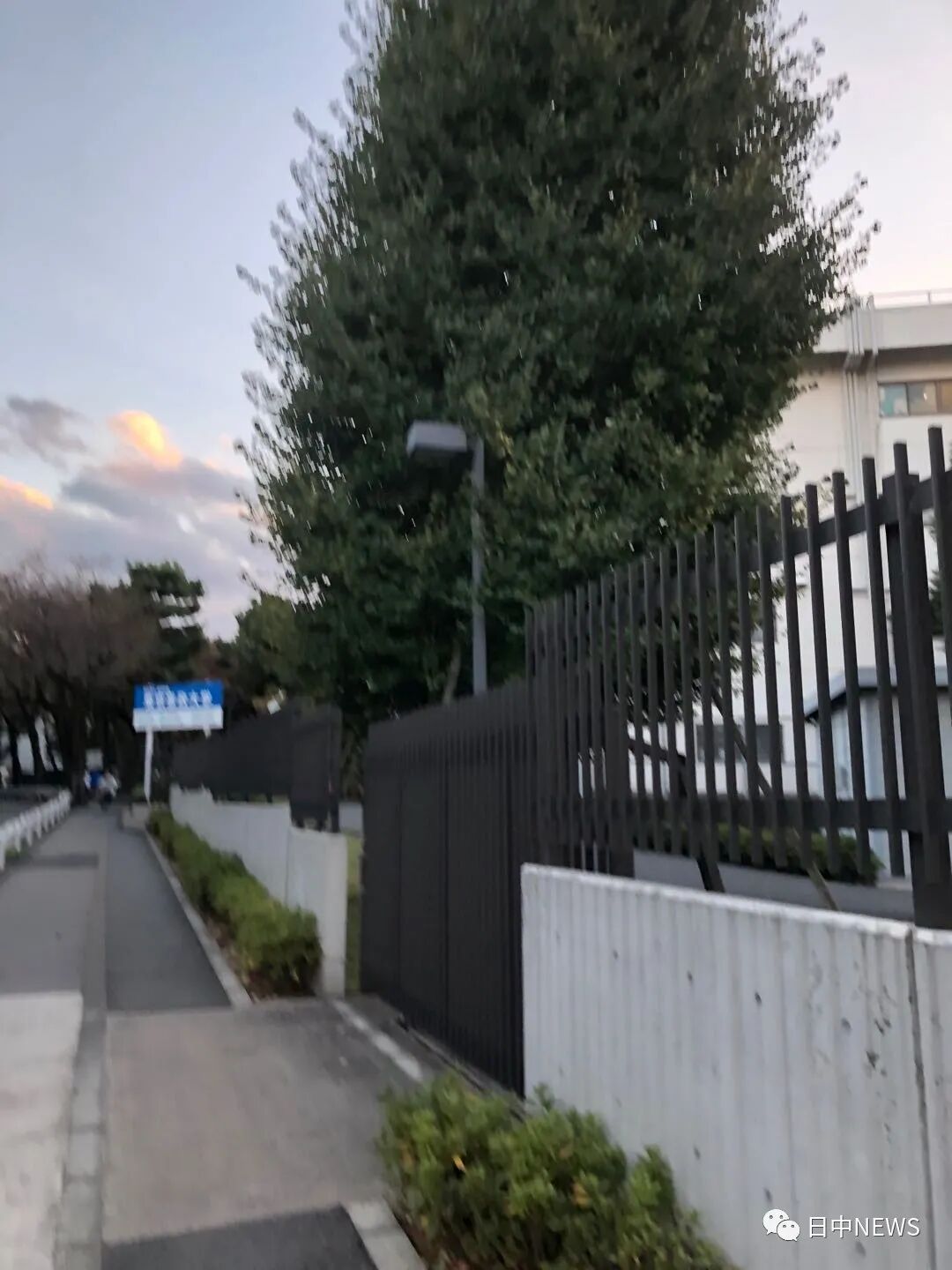 埼玉善人谈东京的常见树木银杏为都树 日中news