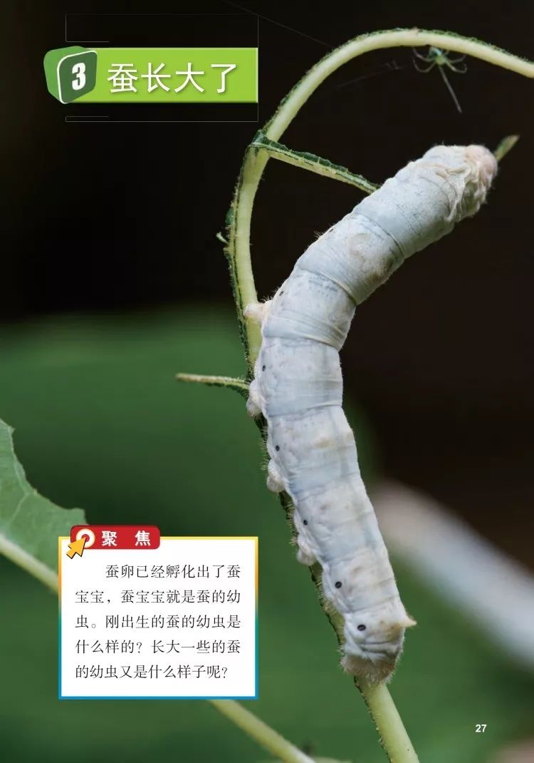 蚕长大了 幼虫 Page27 教科版三年级科学下册 新版 电子课本 教材 教科书 好多电子课本网