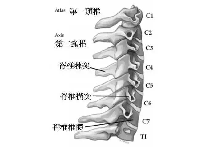 頸椎咔咔響,手腳發麻要注意 頸椎咔咔響,手腳發麻要注意