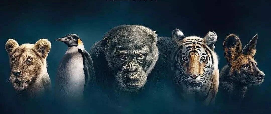 拆解64集BBC纪录片，每天看一集，英语水平超9成国人.......