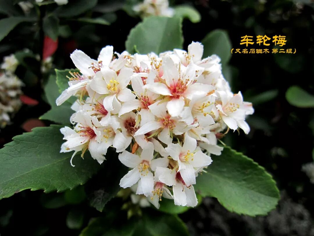 黄德荣校友花系列摄影作品3 广州第二十一中学校友会 微信公众号文章阅读 Wemp