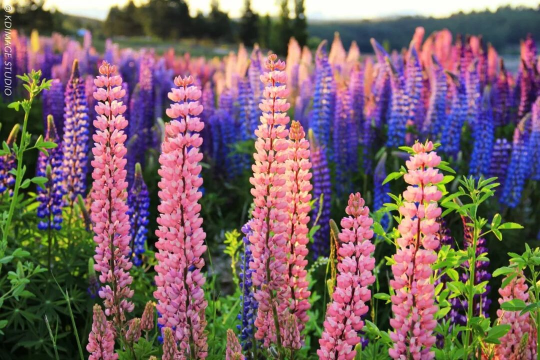 300像素 300像素图片_怎么改图片像素_图片像素低 改高