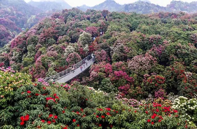 貴州百里杜鵑風景名勝區旅遊業存在的問題和發展趨勢