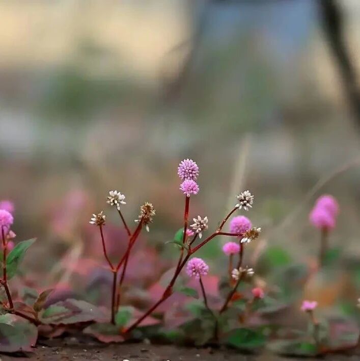 活得糊涂的人，容易幸福