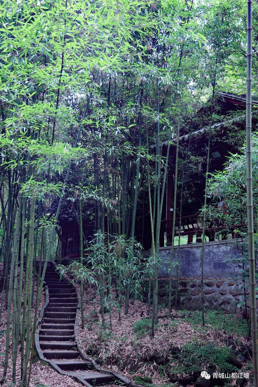 竹海洞天位於都江堰蒲陽鎮銅馬溝,在這裡可以參觀集品竹,賞竹,用竹,植