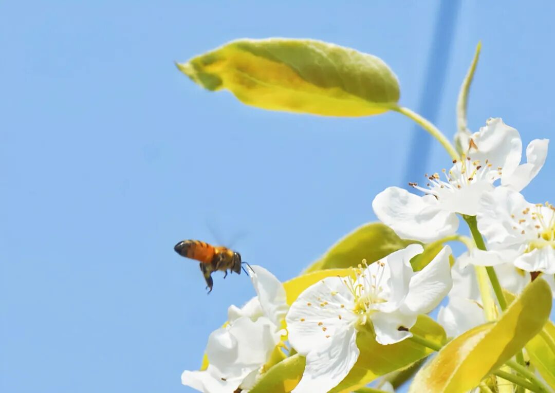 夏津县田庄乡东滕庄村梨花怒放迎客来