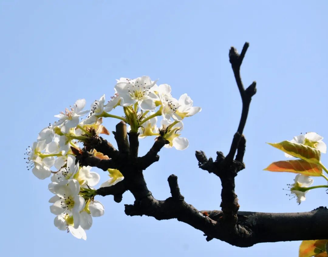 夏津县田庄乡东滕庄村梨花怒放迎客来