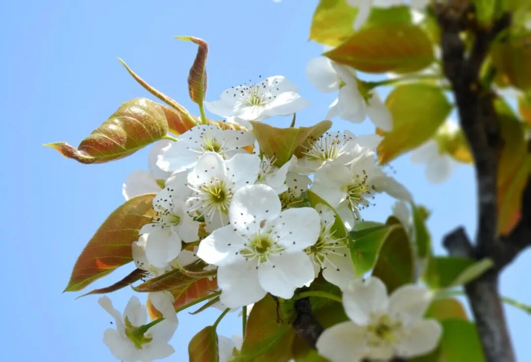 夏津县田庄乡东滕庄村梨花怒放迎客来