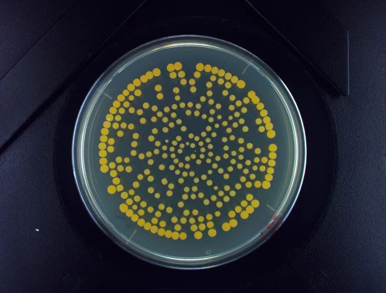 防护用品的细菌菌落总数和真菌菌落总数检测方法采用平板计数法