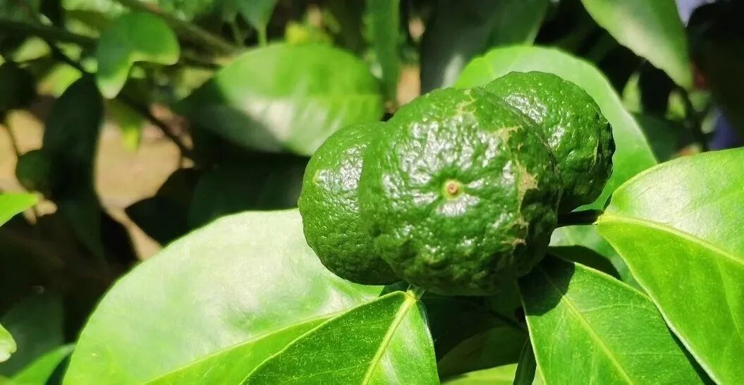 8月蓟马 潜叶蛾当道 保护好秋梢和幼果才是正经事 天天学农柑橘号 微信公众号文章阅读 Wemp