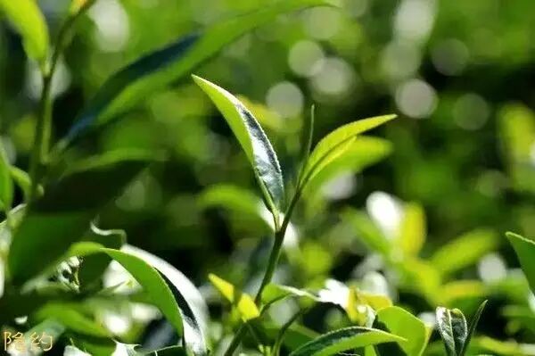 武夷岩茶的精髓，融合了天时、地利、人和！