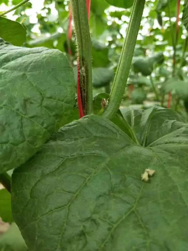 瓜类蔓枯病的发生与防治!