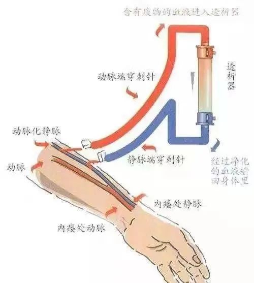 头静脉汇入哪里图片