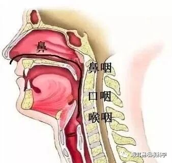 为什么购买可视硬性喉镜临床常见喉镜的分类及使用_https://www.jmylbn.com_新闻资讯_第2张