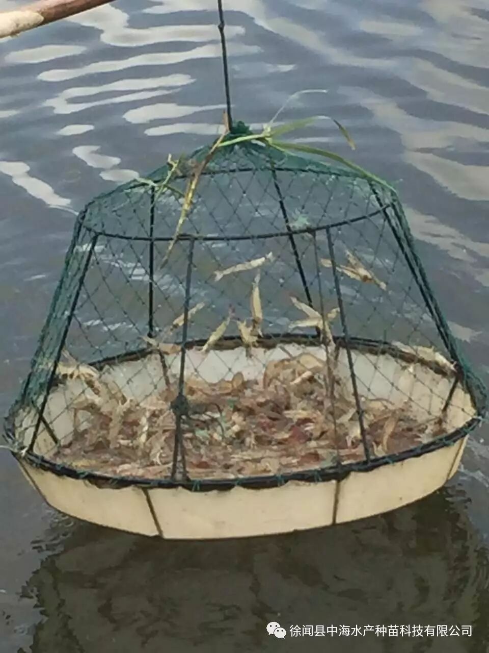 目前53口虾塘养殖顺利,虾子平均规格约70-90条!