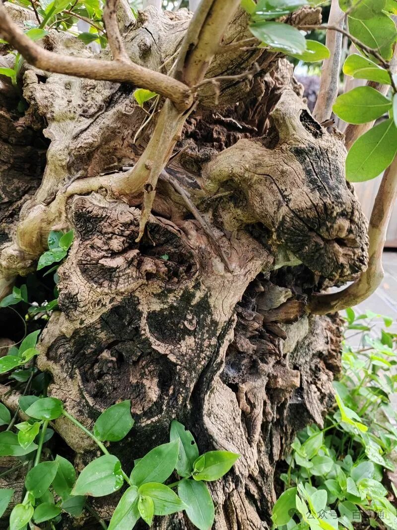 紫薇的药用价值(紫薇的作用与功效)(紫薇皮)