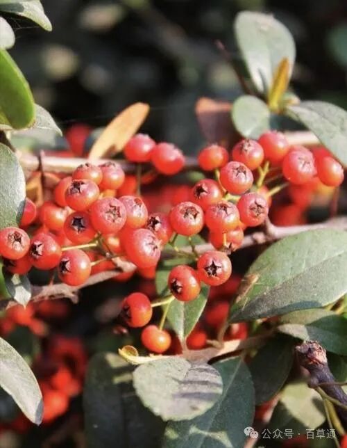 荆棘果的药用价值与功效(荆芥图片