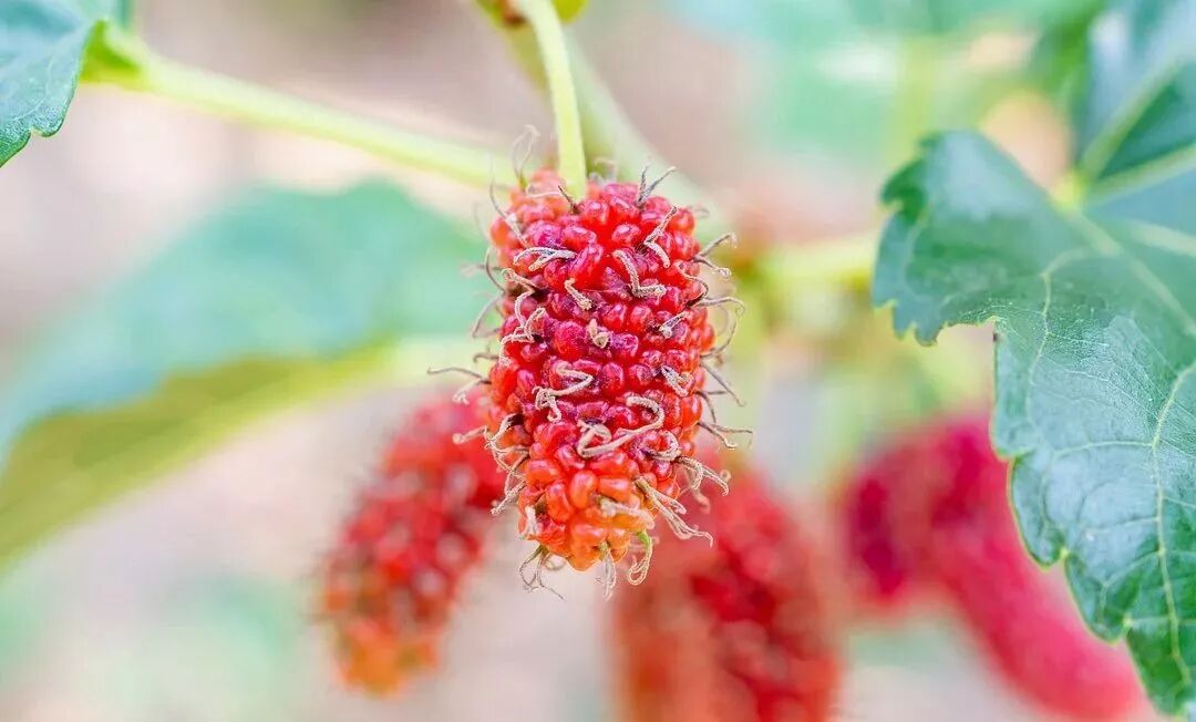 桑树不开花 它只为春光代言 广东宝桑园健康食品有限公司