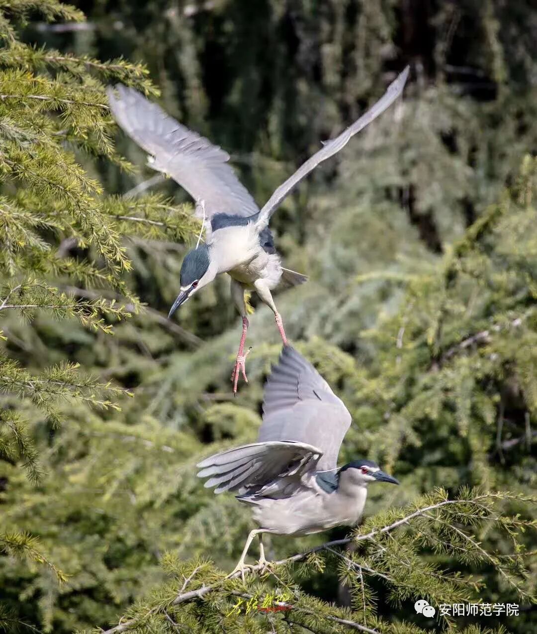 河南这个高校还没迎来学生却迎来了一群鸟画面惊艳了