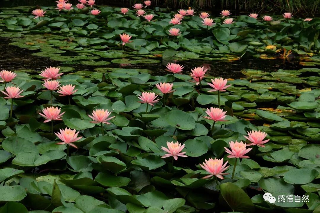 睡莲 池塘碧水漾微痕 甜甜睡美人 感悟自然 微信公众号文章阅读 Wemp