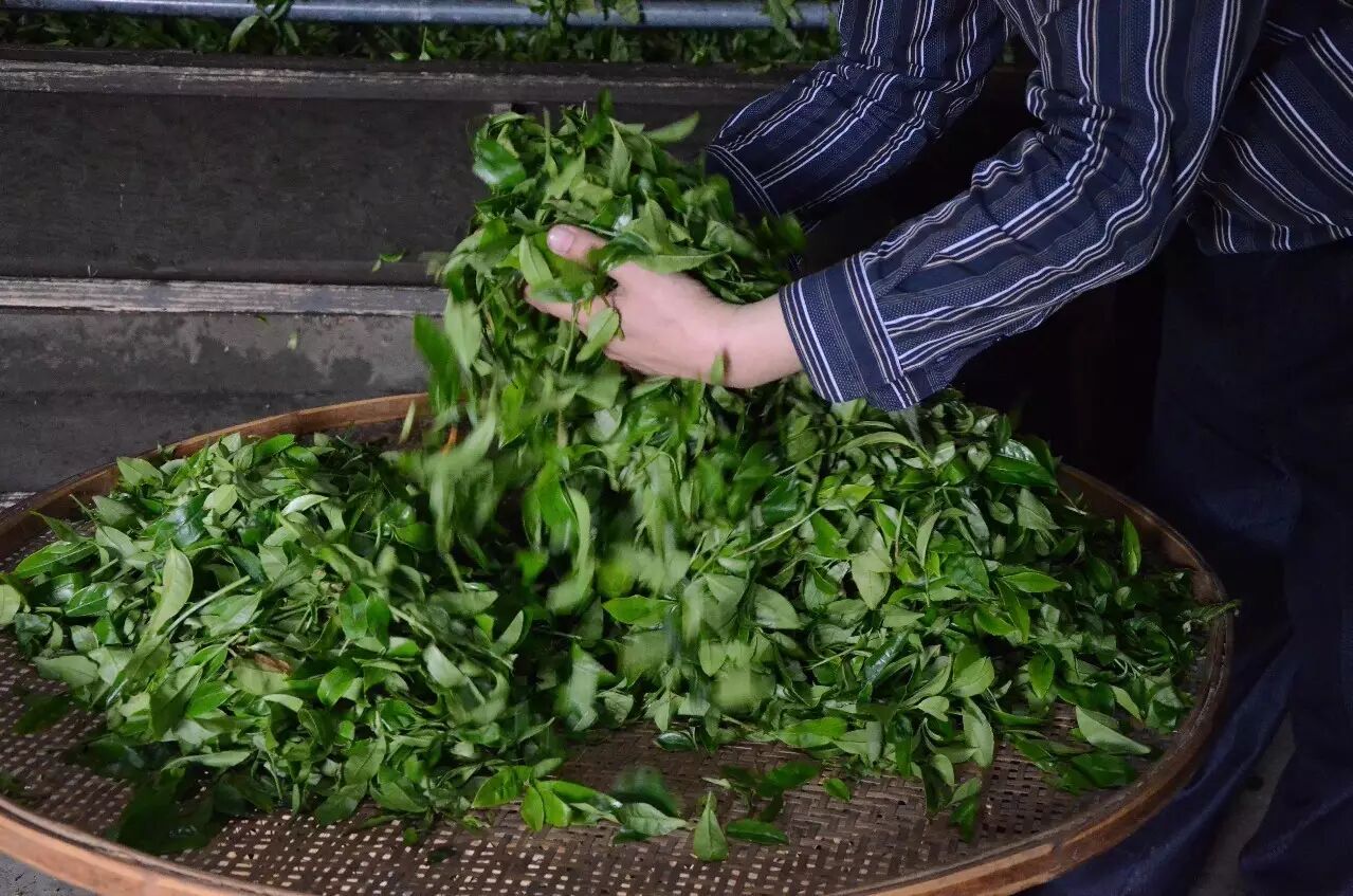 茶叶加工工艺乌龙茶