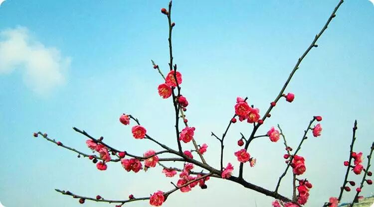 你几月出生，就是哪种花，美到极致