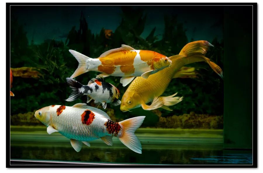 蹭 蹭 蹭 锦鲤蹭缸如何是好 锦鲤鱼池过滤 微信公众号文章阅读 Wemp