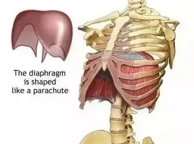 产后胸肋骨疼怎么回事膈肌是什么肌？有产后“肩宽背厚脖子短”和“小腹突起胸下垂”的都该看看！_https://www.jmylbn.com_新闻资讯_第7张