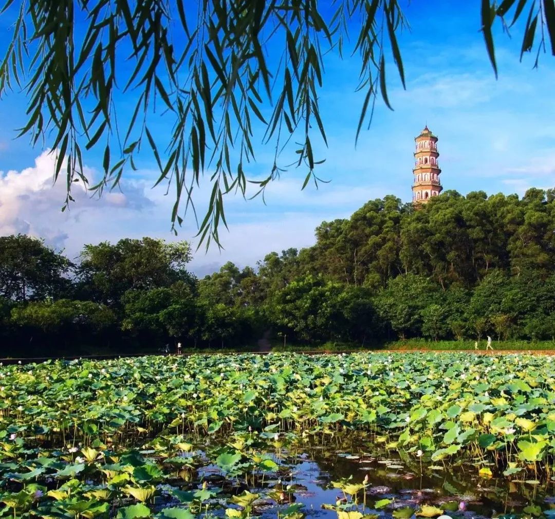 江水粼粼,在荷城東郊的西江邊上,高明靈龜園經歷歲月的變遷而依舊魅力