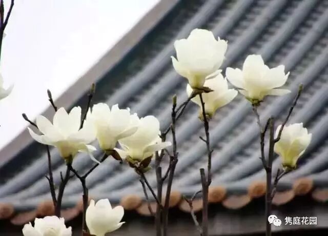 干货 8种中式园林造景必备植物 隽庭花园 微信公众号文章阅读 Wemp