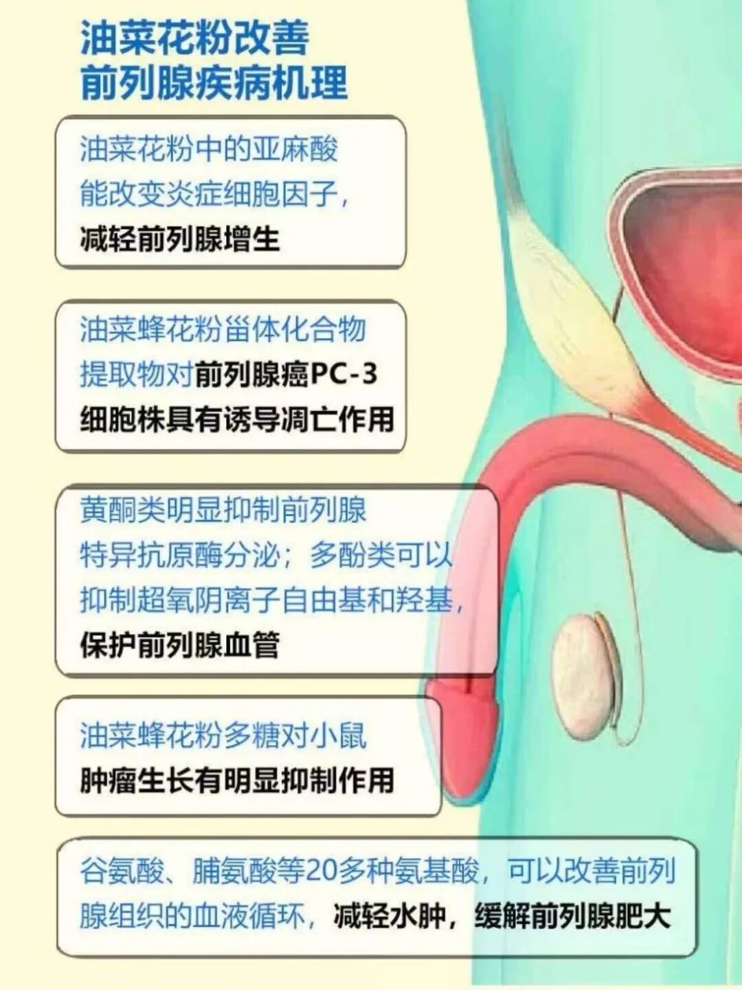 破壁油菜花粉哪里有卖