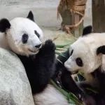 这两只大熊猫，即将回国！
