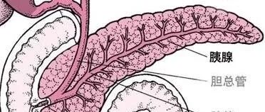 甘油三酯高又喝酒？会要命的！