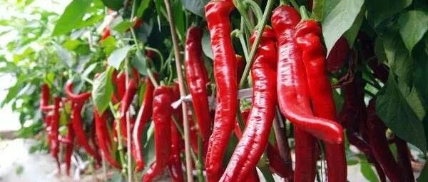 常吃辣椒延年益寿！