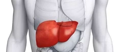 给你讲讲脂肪肝