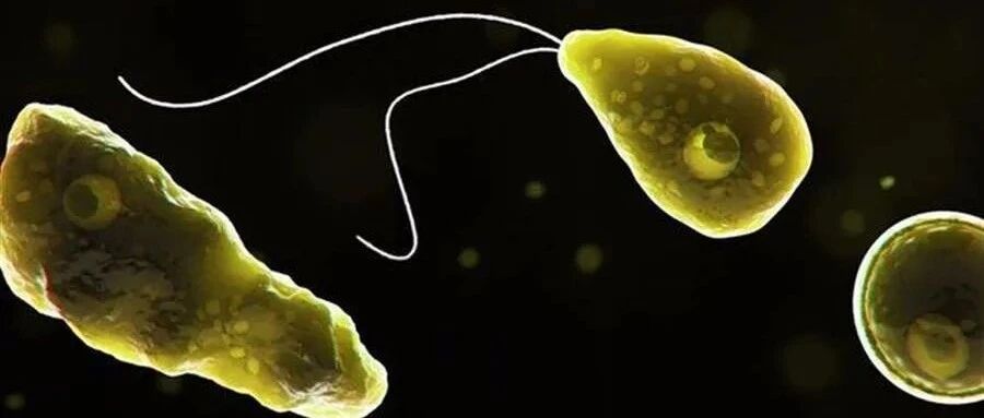 恐怖的“食脑虫”！143人感染者仅存活4人...由鼻腔进人体1周内死亡
