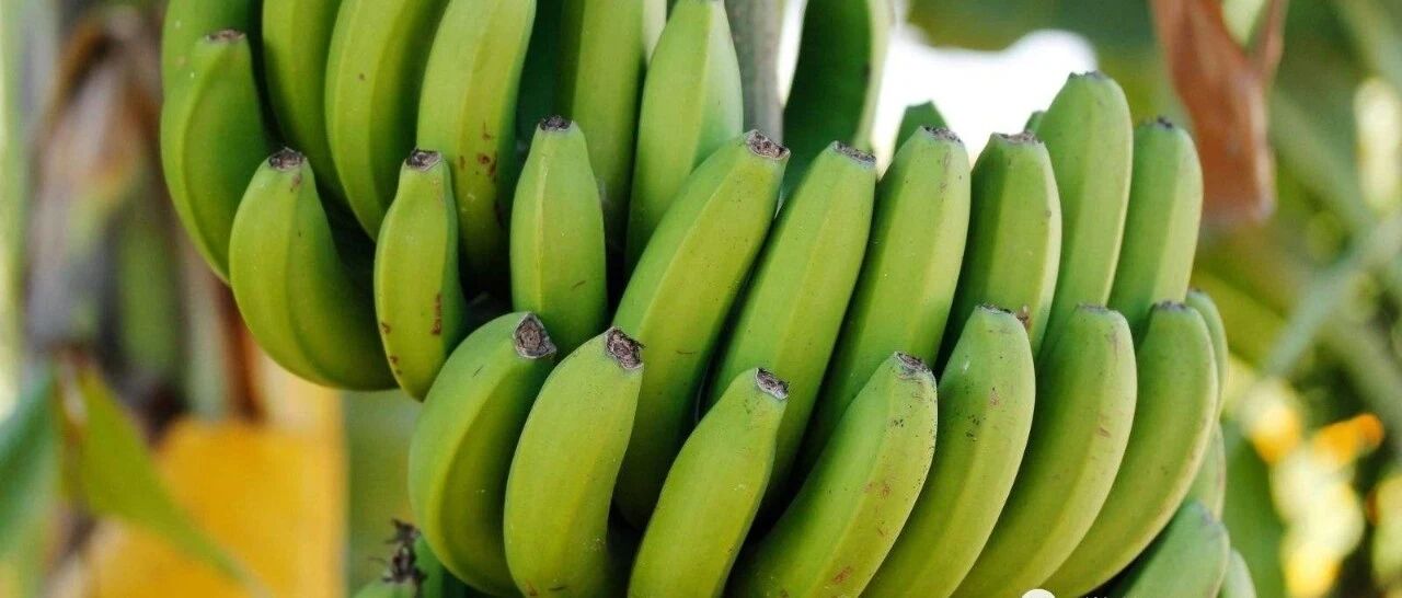 世上最容易让人放屁食物是哪些？吃这13种食物喷出量狂增700%...水果没熟也会