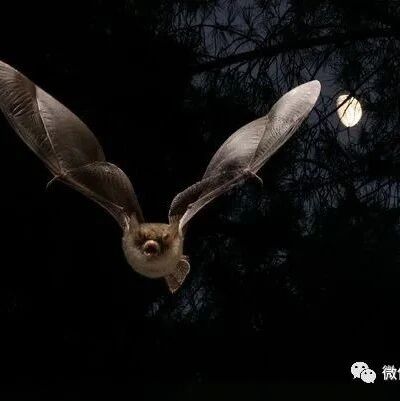 67年首例！8旬老翁起床惊见蝙蝠停在颈部！头痛说不出话30天后死亡