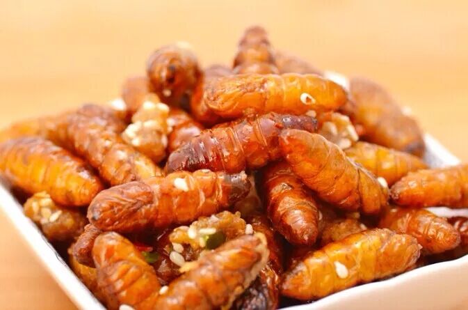 柴虫是天牛的幼虫,柴虫成年后,就长成了天牛.