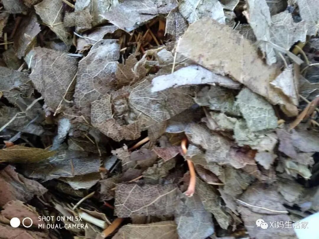 中药浅尝-淫羊藿(仙灵脾)