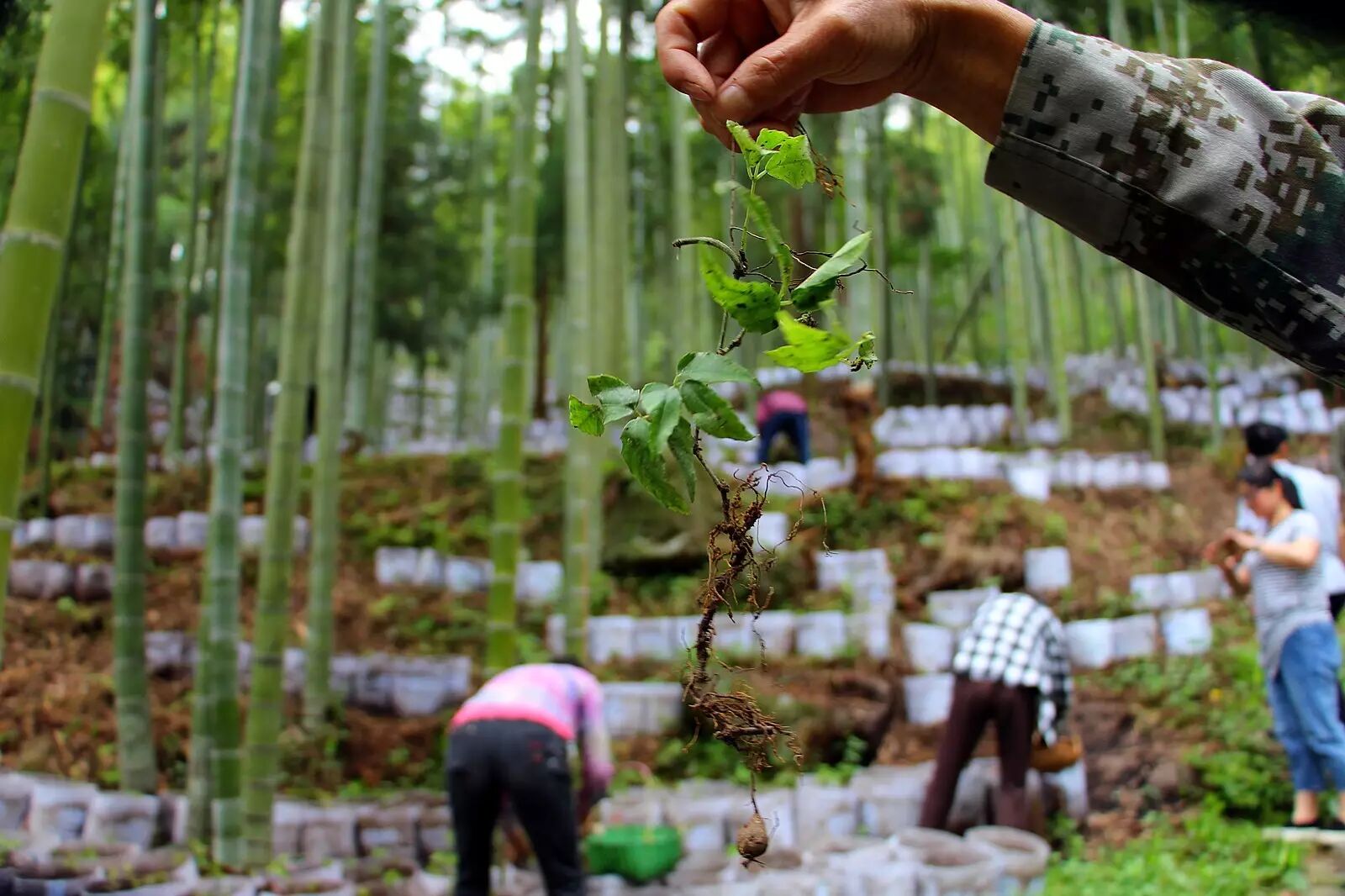 光卖毛竹不赚钱,毁林种茶要招罚,是时候亮一亮咱双一村的"林下经济"了