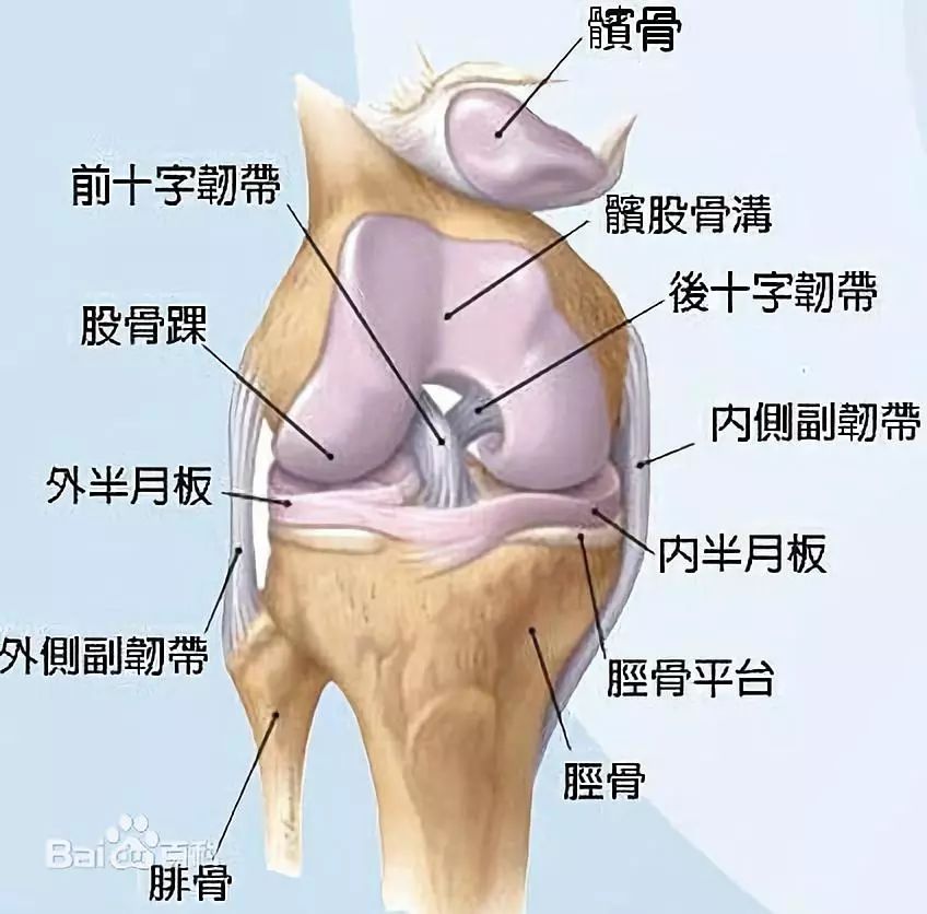 膝关节疼痛 半月板磨损需要补充哪些营养 为什么选择沙棘养生钙利于康复 沙棘产业与健康财富 微信公众号文章阅读 Wemp